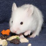 small Anton with food