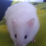 Curious Anton