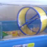 Teh Big Wheel